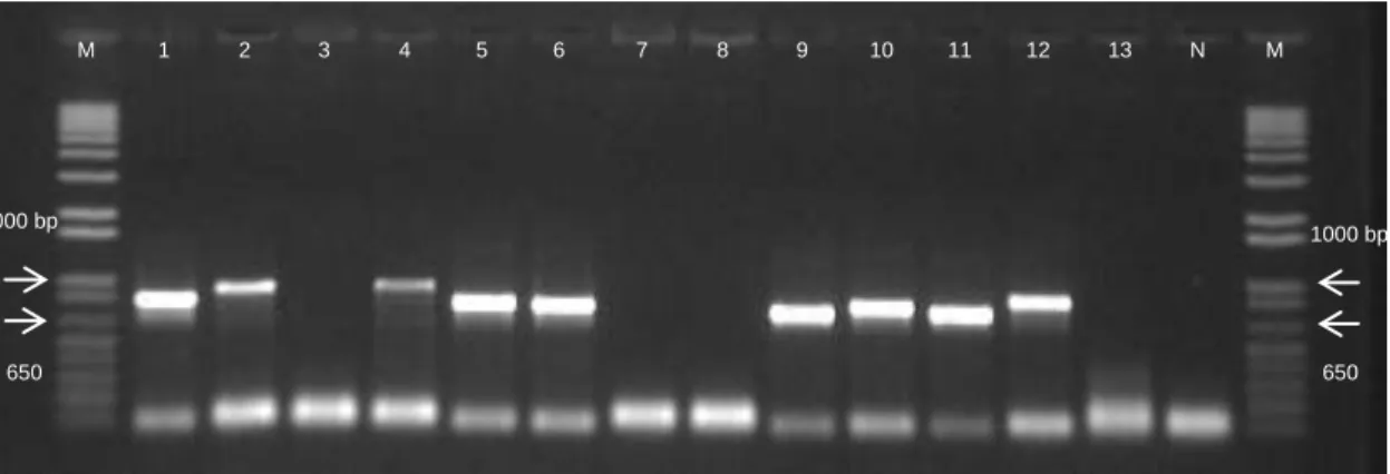 Figure  2  -  Amplification  products  of  recA.  Lanes:  1.  A97;  2.  A143;  3.  A147;  4