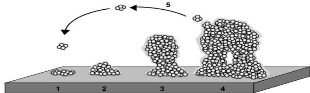 Figure  3 - Biofilm development as a five-stage process: (1) initial attachment of cells to the surface; (2) production of EPS; (3)  early  development  of the biofilm;  (4)  maturation  of the biofilm;  (5)  dispersion of bacterial cells from the biofilm 