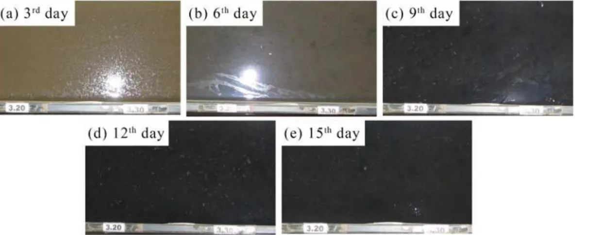 Fig 2. Typical photographs of the biofilm growth with the corresponding cultivation period