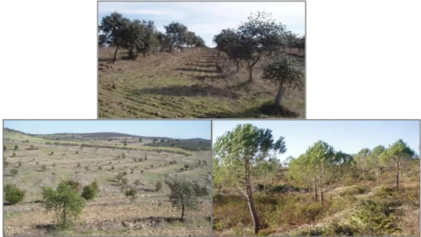 Figure 1.4 - Examples of reforestations in the southeast region of the  Alentejo, continental Portugal