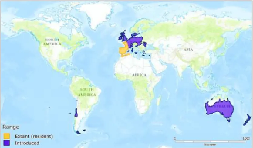 Figure 1.6 - Wild rabbit's current distribution across the world. 