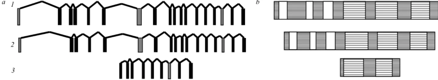 Fig 2. TDRD7 isoforms detected in different subcellular fractions of HEK293 cells. HEK293 cells were lyzed  and subcellular fractions we-  re obtained using different centrifugation conditions and manitol  accor-ding to the protocol [25]