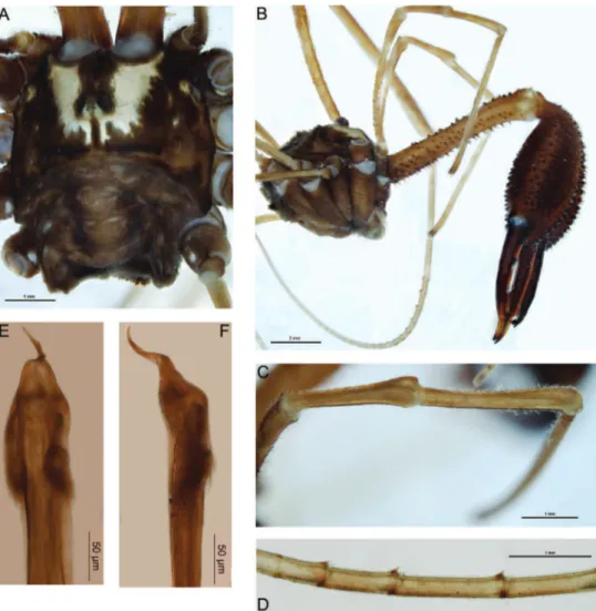 Figure 1. Forsteropsalis bona sp. n. A dorsal view of body, holotype B lateral view of body, pedipalps  and chelicerae, holotype C dorsal view of right pedipalpal patella and tibia, holotype D proximal  pseudosegments of right distitarsus I (venter upwards