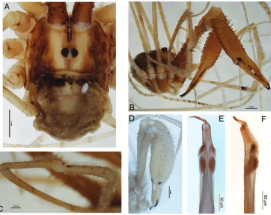 Figure 2. Forsteropsalis photophaga sp. n. A dorsal view of body, holotype, with parasitic mite attached  B anterolateral view of body, pedipalps and chelicerae, holotype C dorsal view of right pedipalpal patella  and tibia, holotype D anterolateral view o