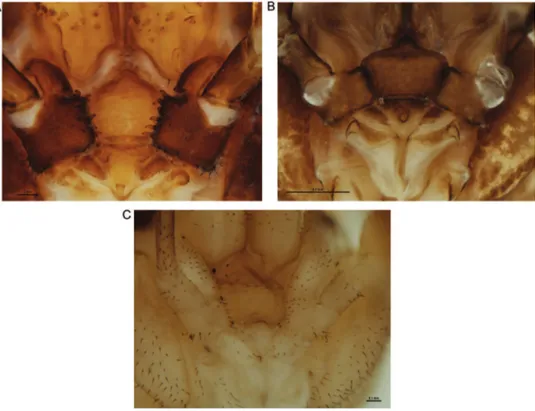 Figure 3. Mouthparts of selected New Zealand Neopilionidae, showing morphology of pedipalpal  coxae