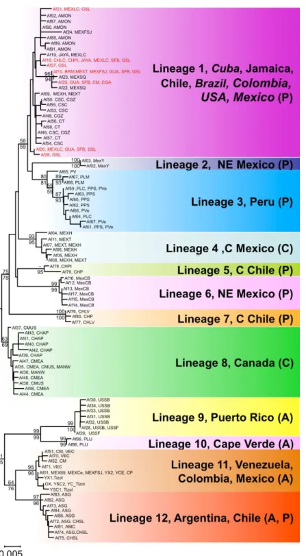 Figure 2 Phylogenetic relationships of native Artemia franciscana COI haplotypes. The tree topology is the one obtained in the NJ analysis, with bootstrap values shown for NJ (below branches) and ML (above branches)