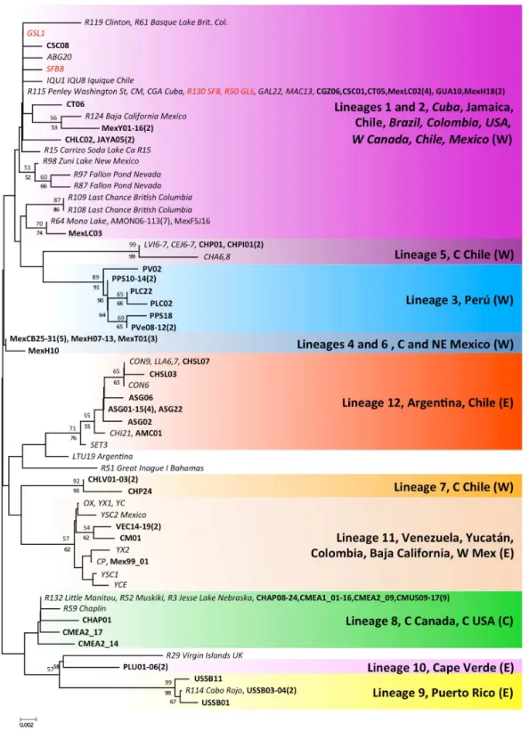 Figure 4 Phylogenetic relationships for native Artemia franciscana 16S haplotypes. The topology obtained in the NJ analysis is shown, with bootstrap values for NJ (below branches) and ML (above branches)