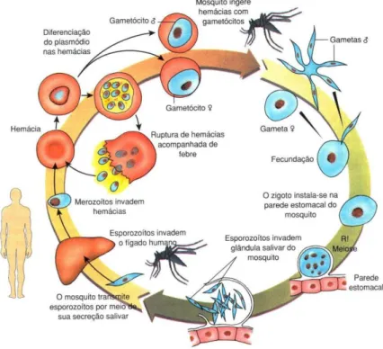 Figura 2.2 - Ciclo de desenvolvimento contínuo do plasmódio (Jotta &amp; Carneiro, 2009) 