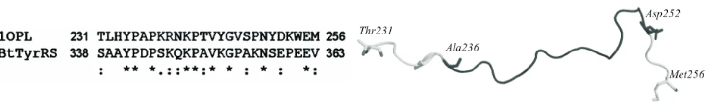 Fig. 2. a – Alignment of the sequences of bovine TyrRS interdomain linker with the linker derived from auto-inhibitor of human C-Abl tyrosine kinase (PDB code 1OPL_A); b – 3D structure of the human C-Abl kinase linker, residues Ile229-Met256 (PDB code 1OPL