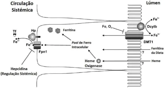 Figura  3.2-1:  Absorção  do  ferro  ao  nível  do  trato  gastrointestinal  através  do  enterócito; 