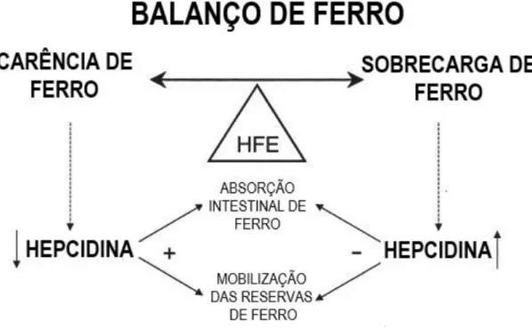 Figura 3.2-2: Regulação do balanço de ferro pela hepcidina; Adaptado da referência (12) 