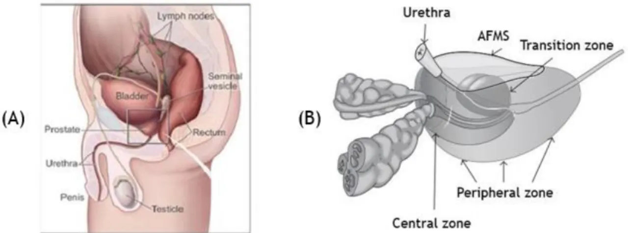 Figure  1.  Anatomy  of  an  adult  human  prostate  showing  urethra  and bladder  in  relation  to  the four  major glandular regions of the prostate