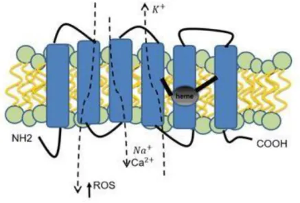 Figure  5.  Schematic  STEAP1  protein  structure,  cellular  localization  and  physiologic  functions