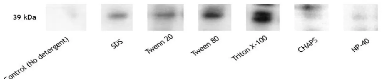 Figure 11. Western blot analysis of the STEAP1 solubilization using 1% (v/v) of some common detergents  applied in the literature