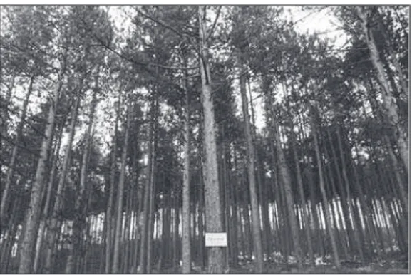 Figure 1.  Black pine seed source in Management  Unit „Šargan“ 22/b, FE „Užice“