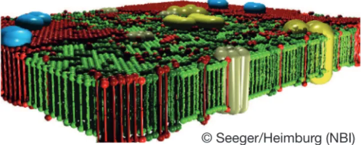 Figure 1. Modern view of biological membranes (Picture  generated by H. Seeger from Monte Carlo simulations and  kindly provided by T