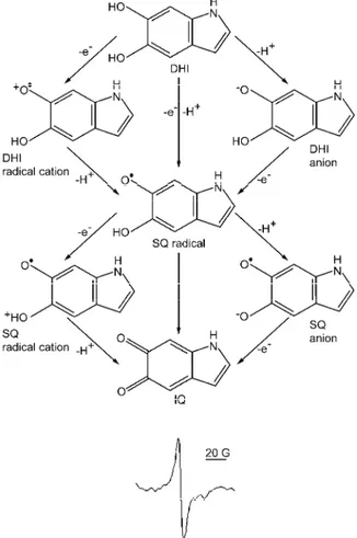 Fig. 3. Redox chemistry (a) and characteristic EPR signal of eumelanin (b). The key mono- mono-meric building blocks of eumelanin are: DHI (5,6-dihydroxyindole), SQ (semiquinone) and  IQ (5,6-indolequinone)
