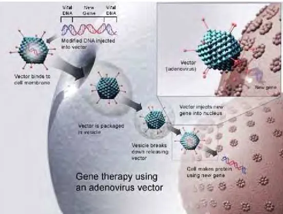 Fig. 2: Adenovirus as a gene delivery vector (14) 