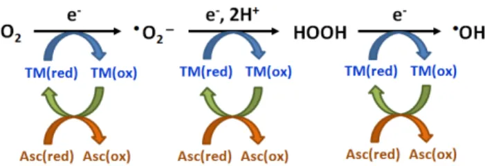 Fig. 1. Transition-metal-catalyzed production of reactive oxygen species. TM represents transition metals, Asc is ascorbate, and (red) and (ox) represent reduced and oxidized forms