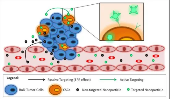 Figure 2. 4. Schematic representation of the mechanisms of nanoDDS for CSC targeting. EPR  effect versus active targeting