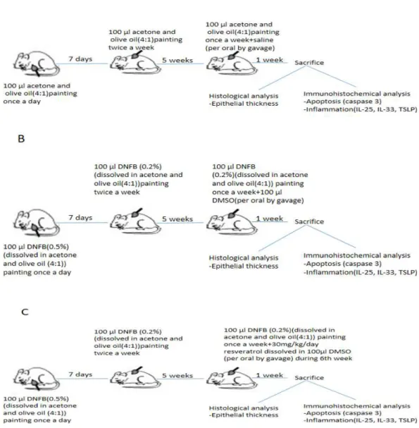 Figure 1 Schematic presentation of experimental procedure. (A)Experimental procedure in control group
