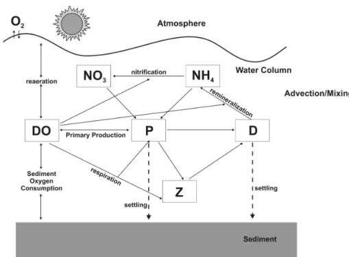 Fig. 1. Schematic representation of oxygen cycling in the water column where DO, P, D and Z represent dissolved oxygen, phytoplankton, detritus and zooplankton, respectively.