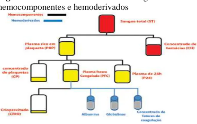 Figura  1  -  Fracionamento  do  sangue  total  em  hemocomponentes e hemoderivados 