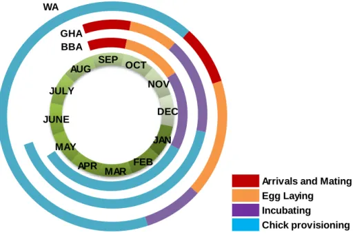 Figure 3 – Breeding cycle of the three studied albatross species (adapted from ACAP, 2009,  2010a and b)