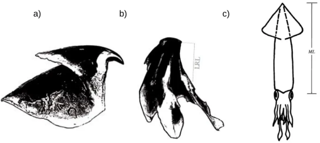 Figure 4 – Cephalopod upper beak (a) and lower beak, with lower rostral length (LRL; b),  adapted from Xavier and Cherel, 2009
