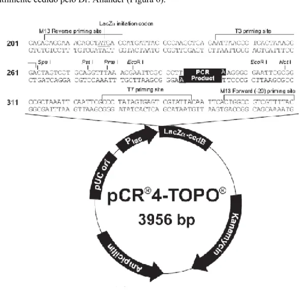 Figura 6: Plasmídeo comercial pCR-4TOPO (Invitrogen).
