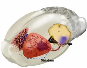 Figure  1.5 – Representation of the structures affected by Parkinson’s disease in a rodent brain