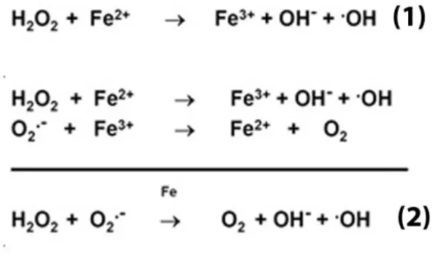 Figure  1.6  -  Reactive  oxygen  species  and  redox cycling of  iron.  Fenton  reaction   is  represented  by  equation  (1)  and  describes  the  decomposition  of  hydrogen  peroxide  to  the  high ly  reactive hydroxyl  radical, in the presence of fer