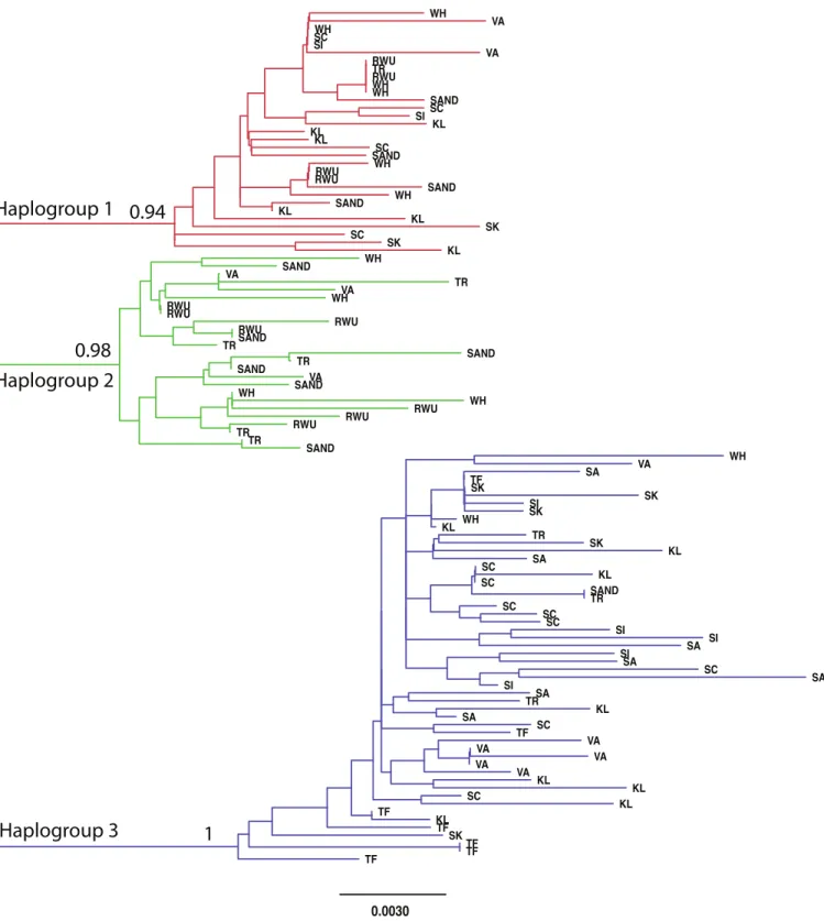 Figure 1 Neighbor-joining topology generated using HKY distances. The three major haplogroups are highlighted and the posterior probabilities obtained in the Bayesian analysis for the nodes defining these clades are given
