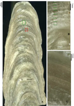 Fig. 2. (A) polished surface of sample BD, showing lamination alternations of white-porous and dark-compact calcite