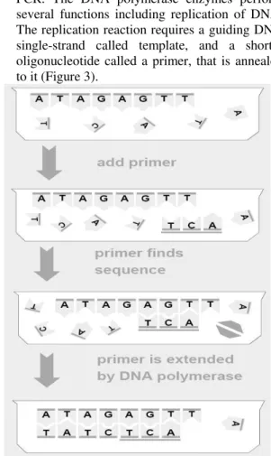 Figure 3: DNA Replication 