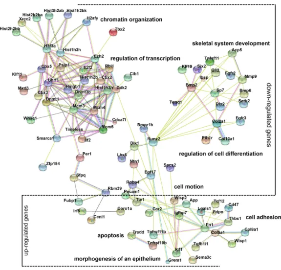 Figure 4 Gene ontology (GO) analysis of the differentially expressed genes. A protein–protein interac- interac-tion network was constructed