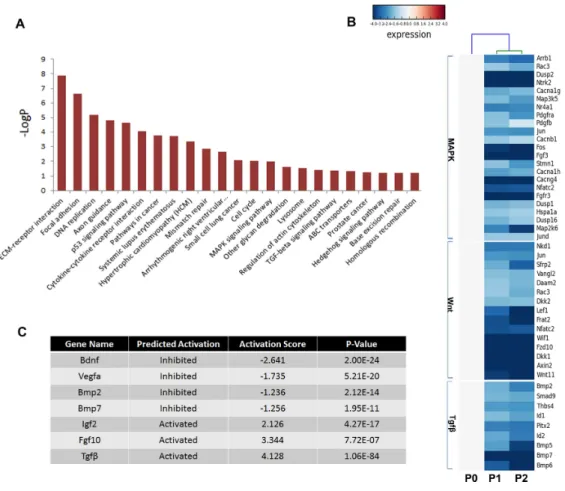 Figure 5 Disturbed pathways and the upstream regulators. (A) Kyoto Encyclopedia of Genes and Genomes (KEGG) pathways involving the differentially expressed genes are listed