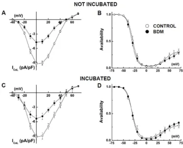 Figure 2. Extracellularly applied BDM decreases I CaL  density and  changes its inactivation time course