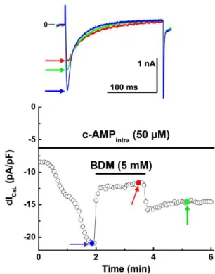 Figure 5. BDM attenuates the response of I CaL  to intracellularly applied  cyclic adenosine monophosphate (3', 5'-cAMP; 50 µM)