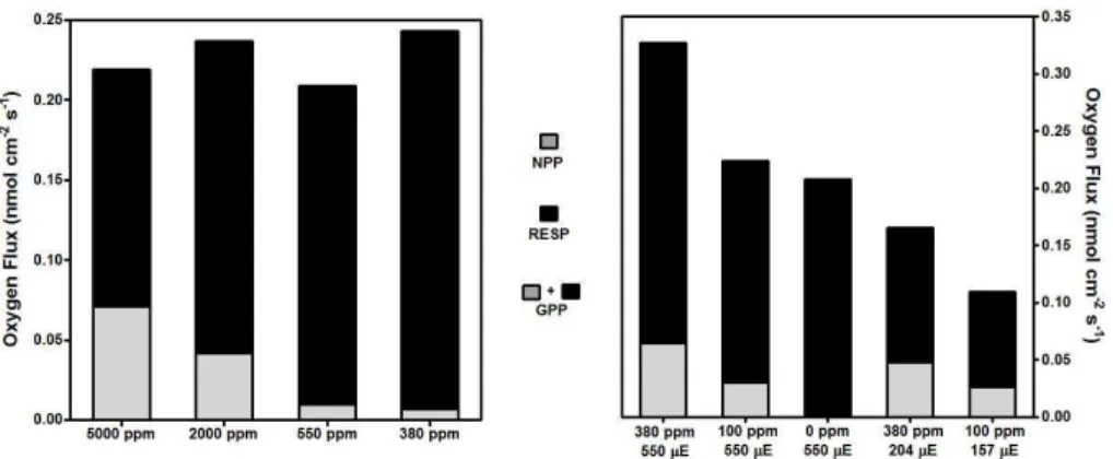 Fig. 6. Depth integrated net primary production (NPP), respiration (R) and gross primary pro- pro-duction (GPP) of the microbial mat samples of the two sets of experiments