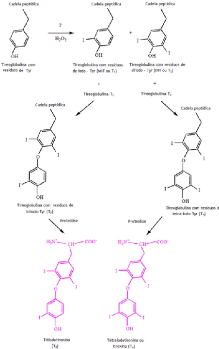 Figura 2.3: Biossíntese das hormonas da tiróide T 3  e T 4  (adaptada de Samoza, M. A., 2001)