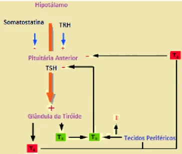 Figura 2.5 – Regulação da secreção da T3 e T4 [1]. 