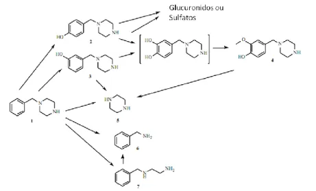 Figura 7. Representação esquemática do metabolismo da BZP: (1) BZP; (2) 4-OH-BZP; (3) 3-OH- 3-OH-BZP; (4) 1-(4-hidroxi-3-metoxi-benzil)piperazina; (5) piperazina; (6) benzilamina; (7)  N-benziletilenodiamina [34].