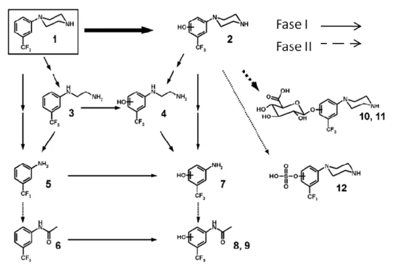 Figura 8. Representação esquemática do metabolismo da TFMPP em ratos: (1) TFMPP; (2) hidroxi- hidroxi-trifluorometilfenilpiperazina (OH-TFMPP), 2 isómeros; (3) (3-trifluorometilfenil)etilenodiamina; (4)  N-(hidroxi-3-trifluorometilfenil)etilenodiamina; (5)