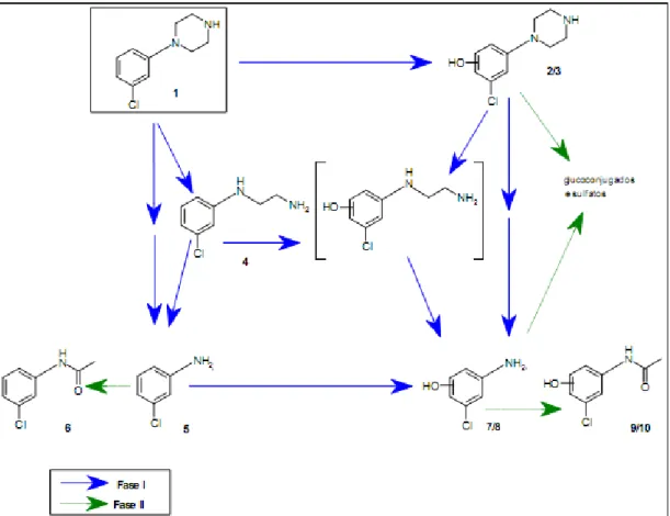 Figura 9. Representação esquemática do metabolismo da mCPP nos ratos: (1) mCPP; (2,3) hidroxi- hidroxi-clorofenilpiperazina, 2 isómeros; (4) N-(3-clorofenil)etilenodiamina; (5) 3-cloroanilina; (6)  N-acetil-3-cloroanilina; (7,8)  hidroxi-3-N-acetil-3-cloro