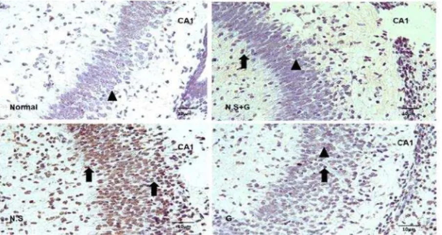 Figure 2A. Coronal section of CA1 hippocampal subdivision in rat offspring, prepared by using TUNEL technique