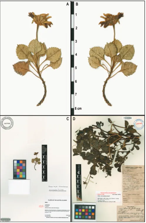 Figure 2. Photos of Bidens type specimens: A–C Bidens meyeri holotype (PTBG): A–B Specimen be- be-fore mounting A Side with the involucral bracts and (mostly) upper surface of the leaves showing B Side  with the lowers and (mostly) the undersurface of leav