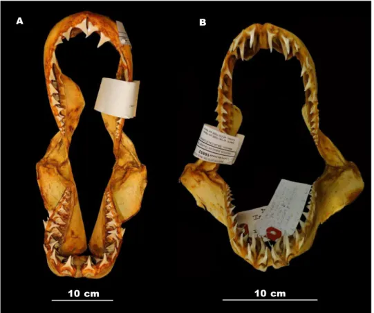 Fig. 11. Especies de Lamnidae de México: A. Mandíbula de Carcharodon carcharias  (CNPE–IBUNAM 16858); B