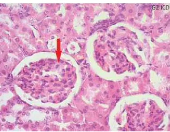 Fig. 1: Control Group showing Normal  Parenchyma and No Histopathologic Changes 