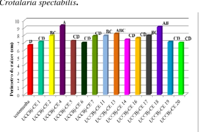 Figura  3:  Perímetro  de  raízes  (cm)  de  cenoura  cv  Nantes inoculadas com estirpes isoladas de rizosfera de  Crotalaria spectabilis